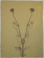 seeds of power - queen anne's lace #3......$1125